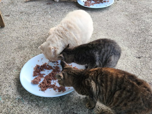 슬라이드 이미지