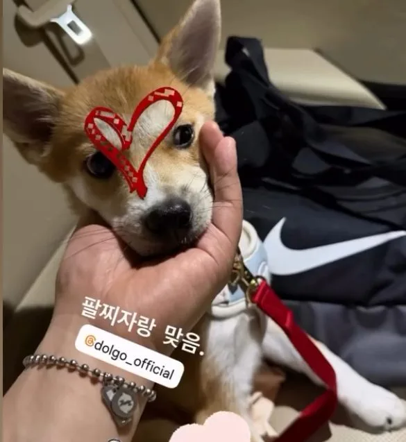 강아지와 함께한 팔찌 착용 사진
