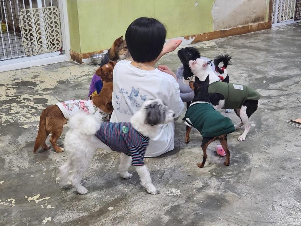 행복한유기견세상 보호소 현장 이미지 1
